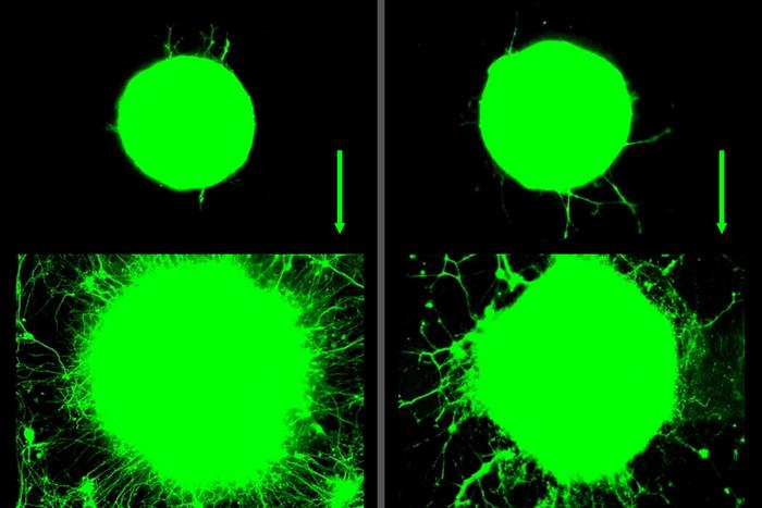 Exercising Neurons