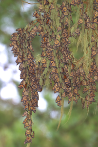 Overwintering monarchs in California