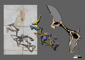 Confiscated fossil turns out to be exceptional flying reptile from Brazil