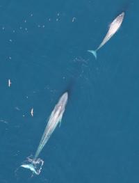 Cow and Calf California Blue Whales