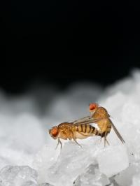 Mating Drives Salt Craving in Flies