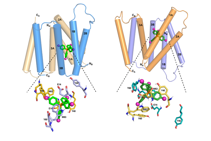 Emre Transporter Image Eurekalert Science News Releases