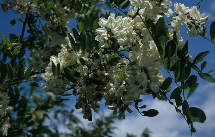Black Locust (Robinia pseudocacia) is a tree native to North America that has been introduced in all continents. European empires have often played a major role in its introduction and spread.