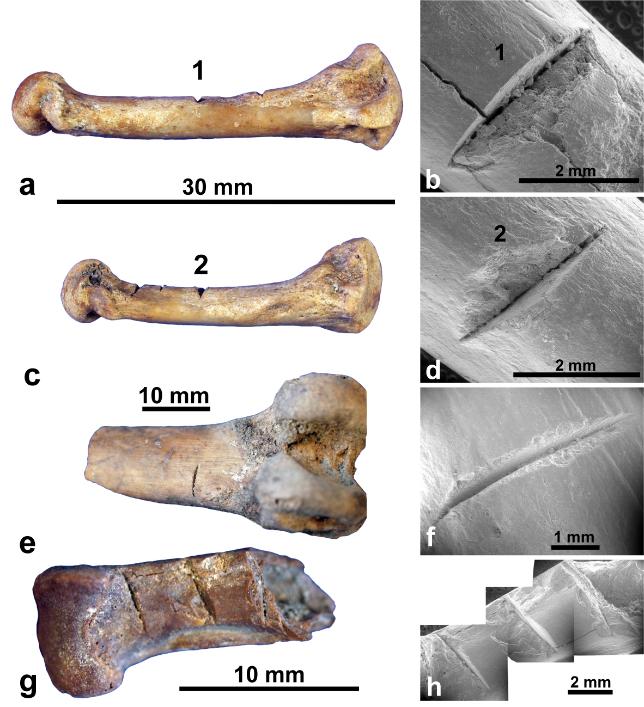 Humans May Have Colonized Madagascar Later Than Previously Thought