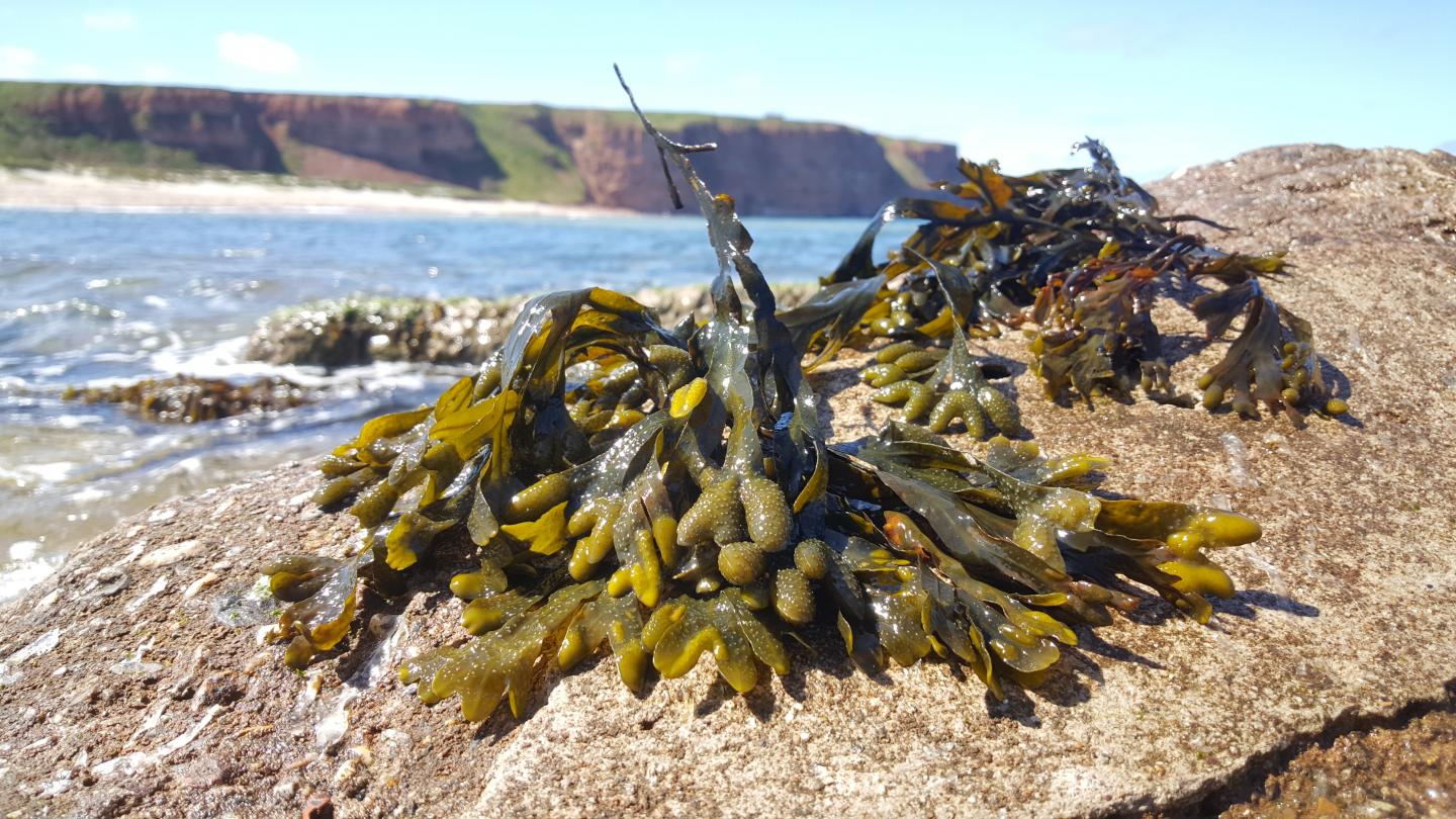 Brown algae 