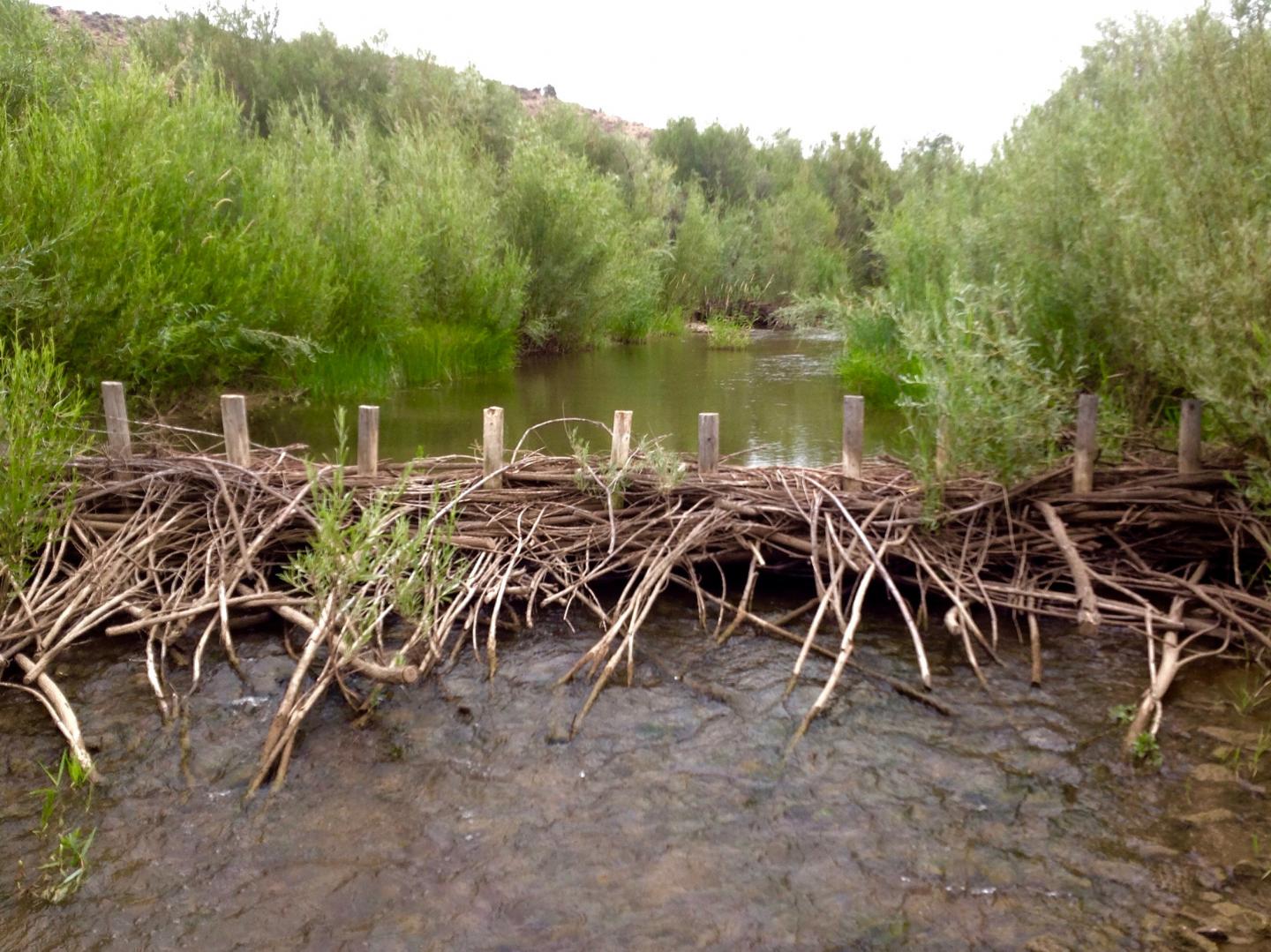 Beaver Dam Analog Built on Oregon's Bridge Creek