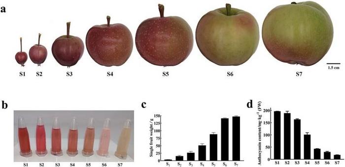 DH fruit phenotypic characters and skin anthocyanin content at seven developmental stages.