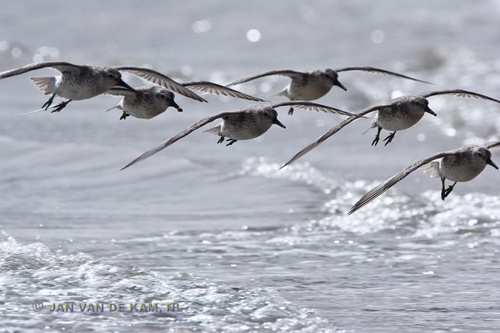 While the Arctic Warms, Migrating Birds Pay the Price in the Tropics (6 of 6)