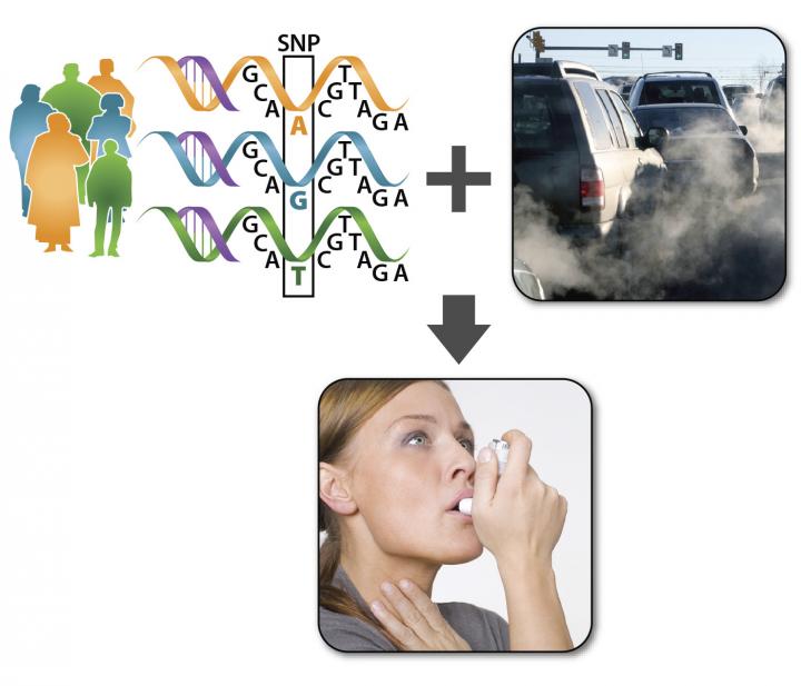 Genetics and pollution drive severity of asthma symptoms