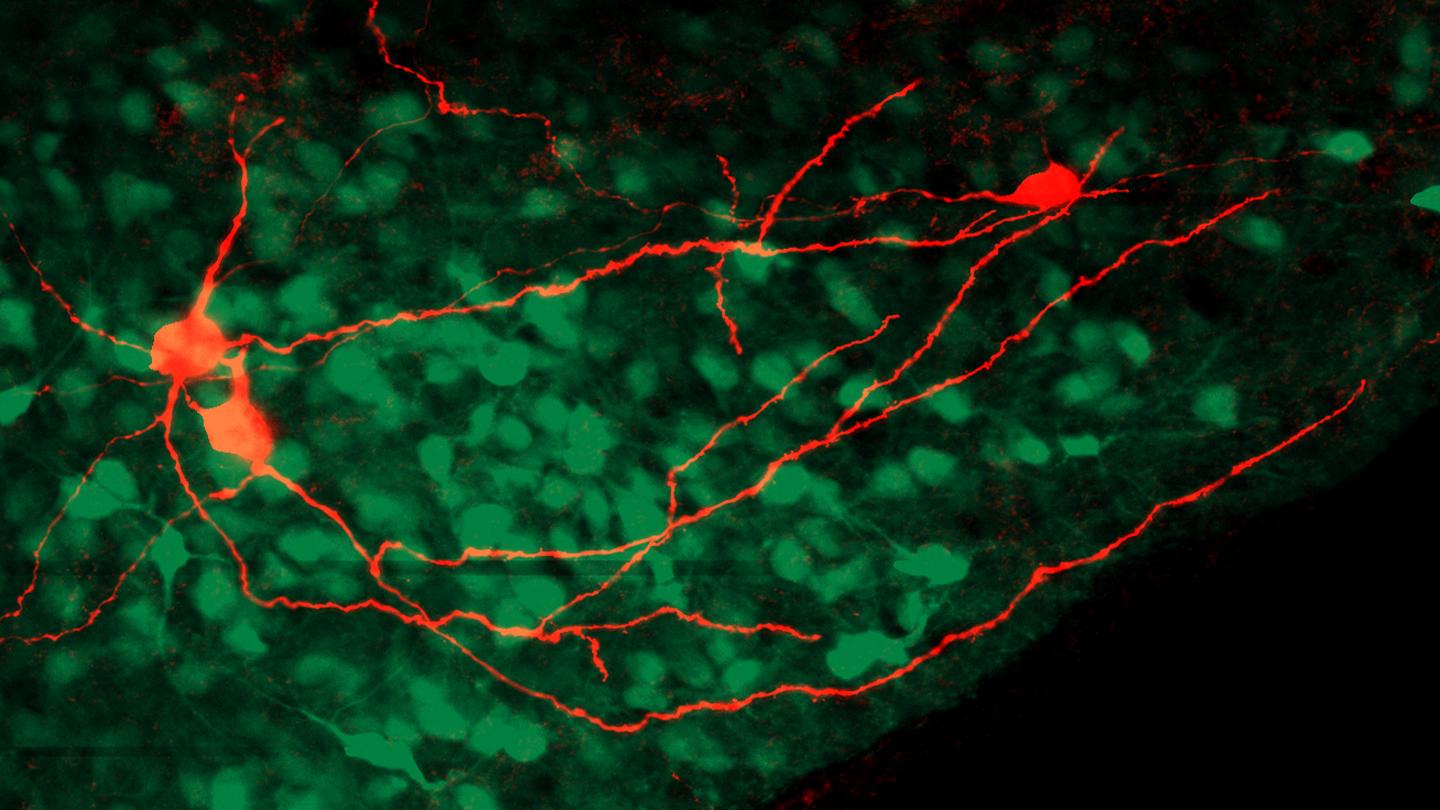 Neurons and their Synapses in the Mouse Brain