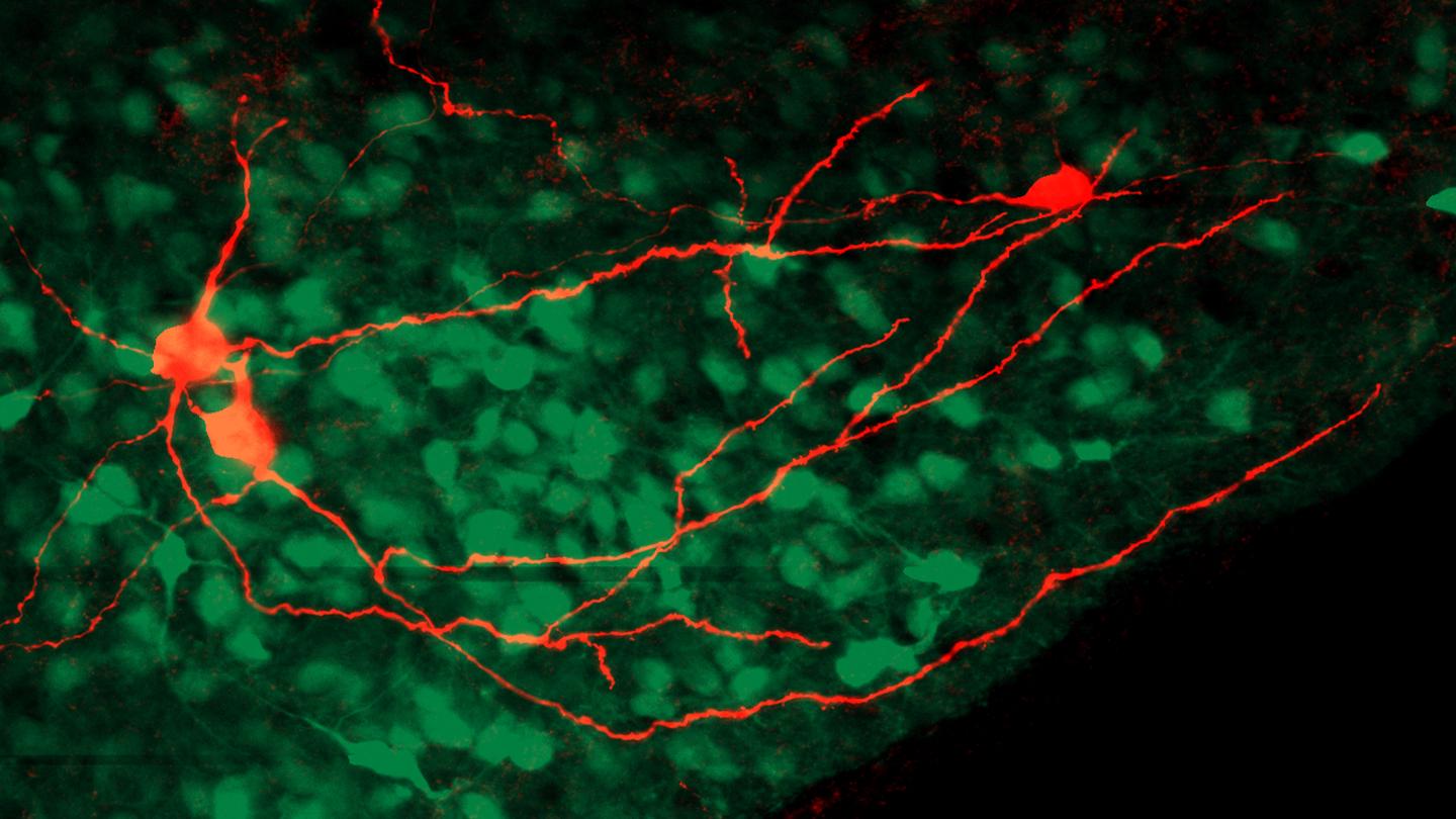 Neurons and Synapses