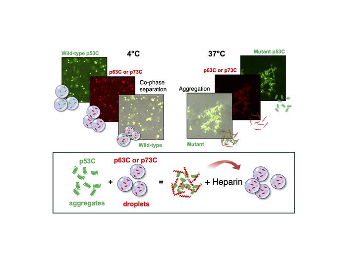 Amyloid aggregation in p63 and p73 biomolecular condensates triggered by oncogenic p53: heparin as an inhibitor