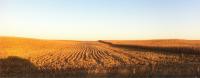 Iowa Corn Field Soil Sampling Site