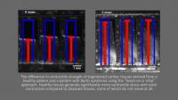 Contractile Strength of Cardiac Tissue Derived from Healthy vs. Barth Syndome Patients