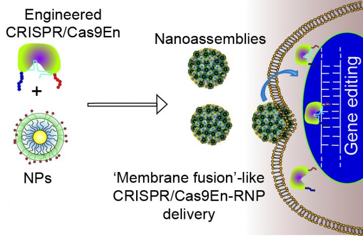 Gene Editing Through Engineered CRISPR/Cas9En Delivery