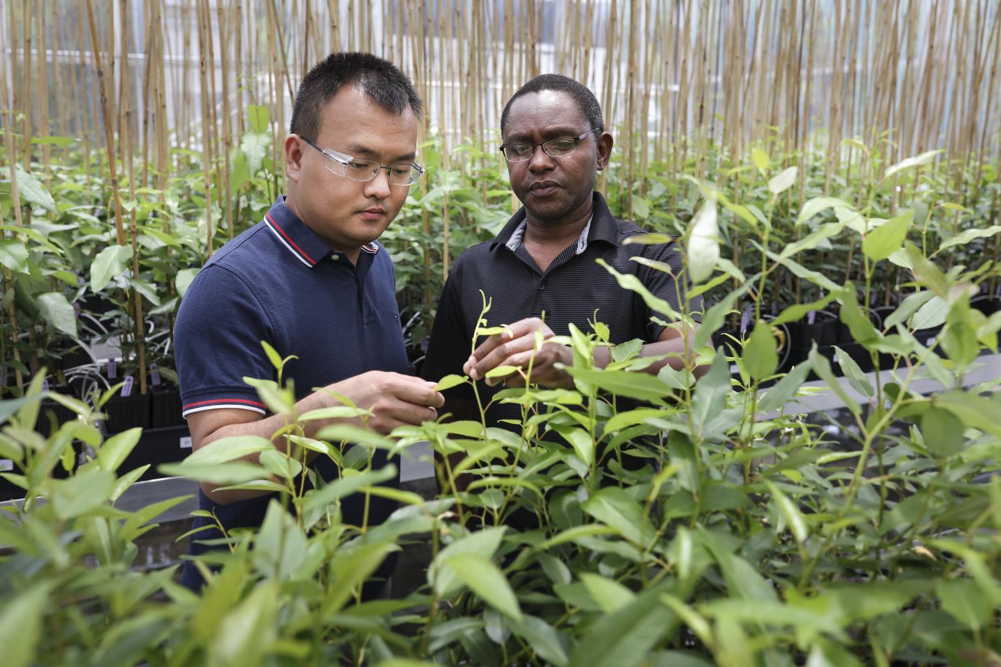 Critical Plant Gene Takes Unexpected Detour that Could Boost Biofuel Yields (1 of 2)