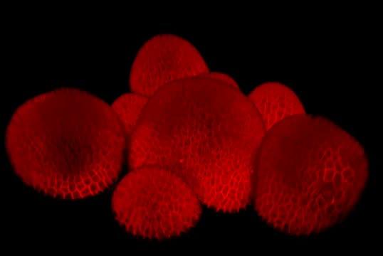 Hormone Cytokinin Determines Organ Size During Plant Development (3 of 3)