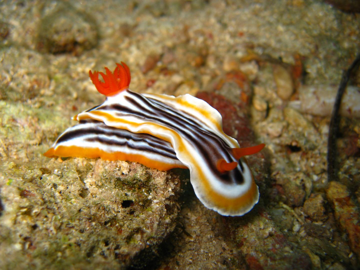 Small but deadly: The Chemical Warfare of Sea Slugs