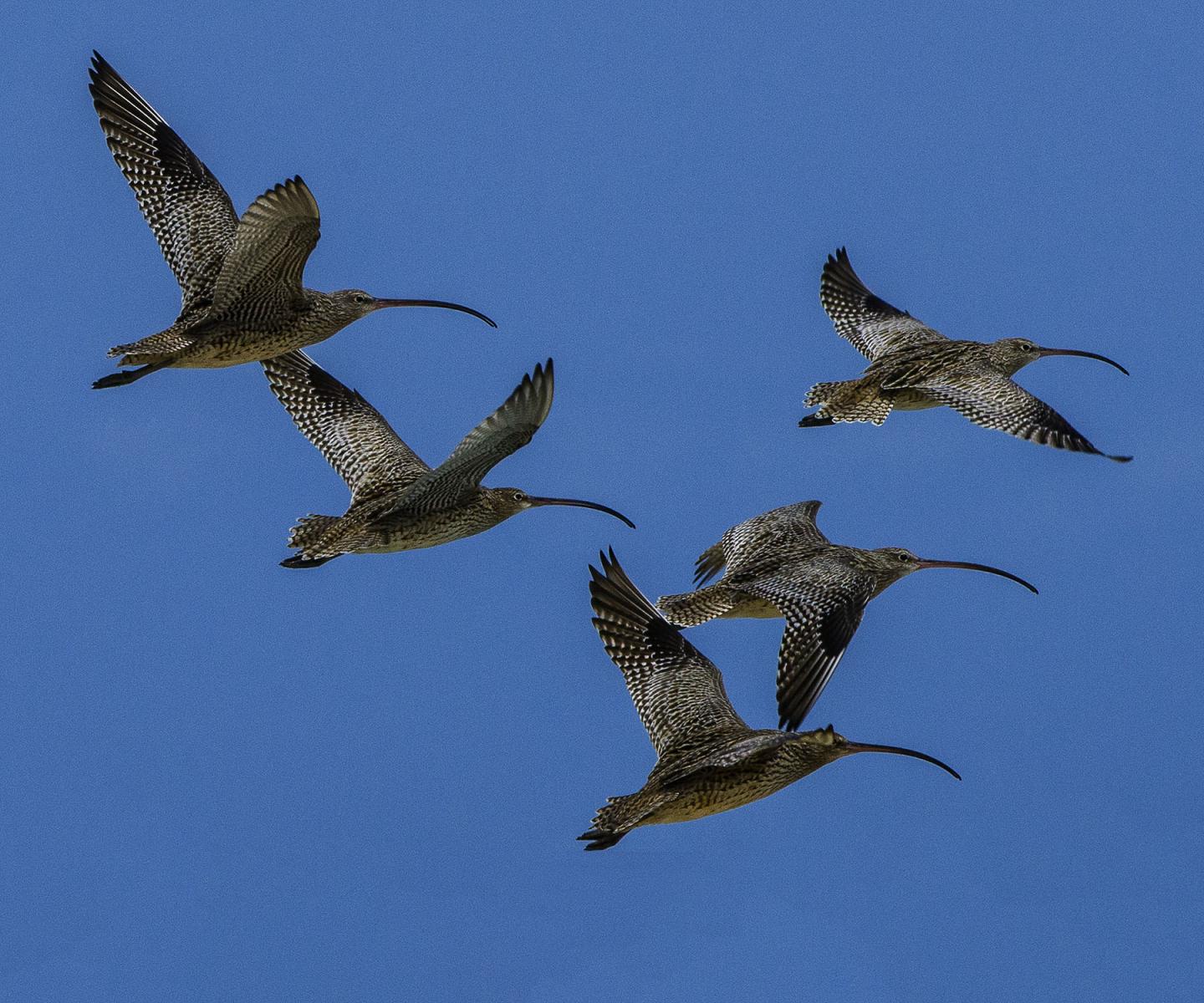Migratory Birds Under Threat