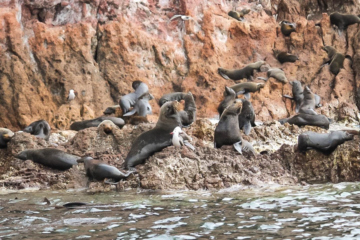 Guadalupe fur seals on  El Farall&oacute;n de San Ignacio Island