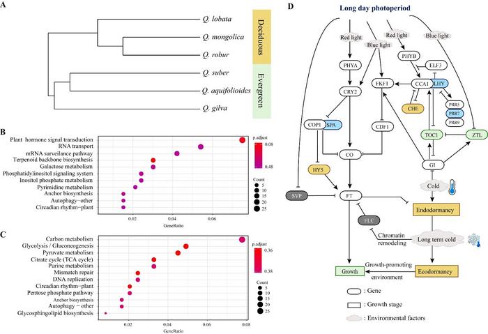 Positively selected gene analysis of Quercus