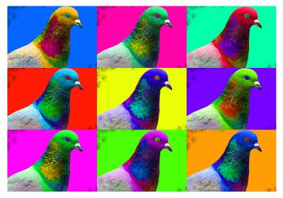 Pigeon Art