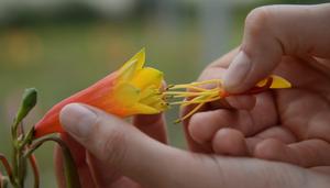 Hand pollination of Christmas Bell flower