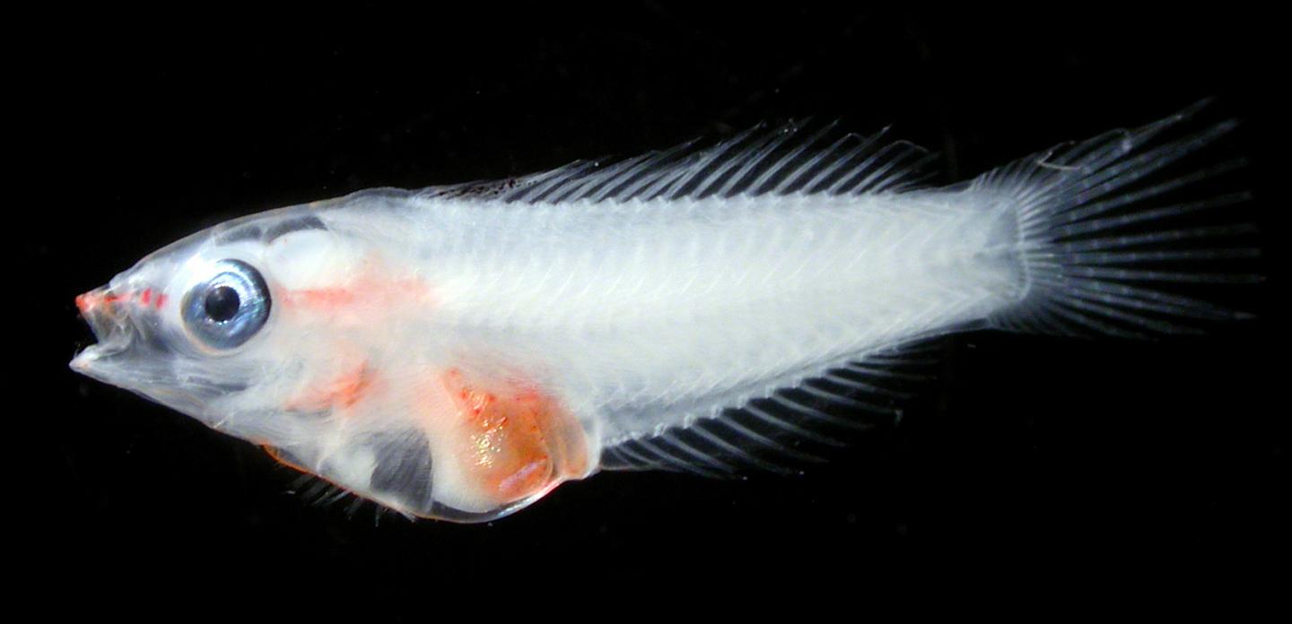 Larval Bluehead Wrasse