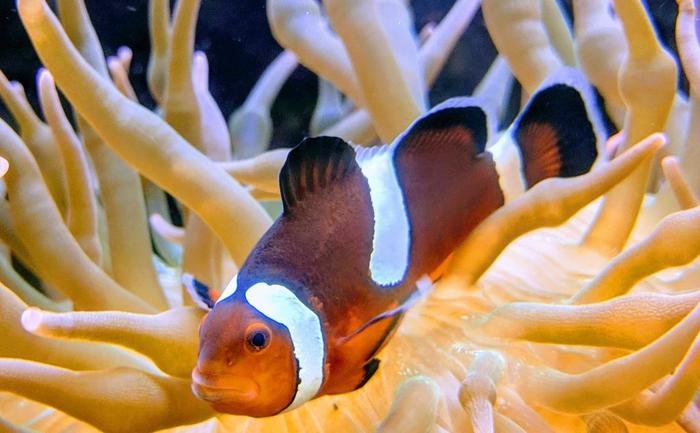anemonefish