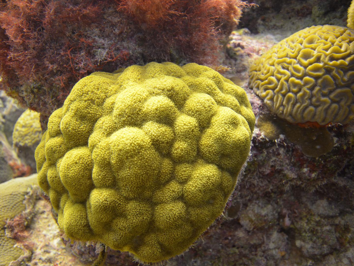 <i>P. astreoides</i>