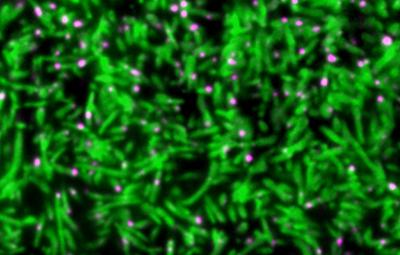 Cells Eat Themselves into Shape