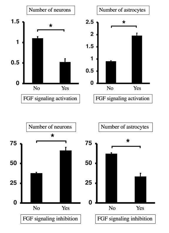 Figure 3: Changes in Cell Numbers of Neurons and Astrocytes in Response to the Change of FGF Signali
