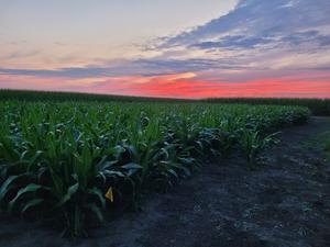 Sorghum field trial at dusk.