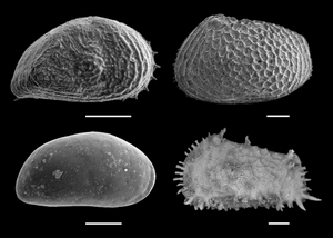 Arctic Ostracods