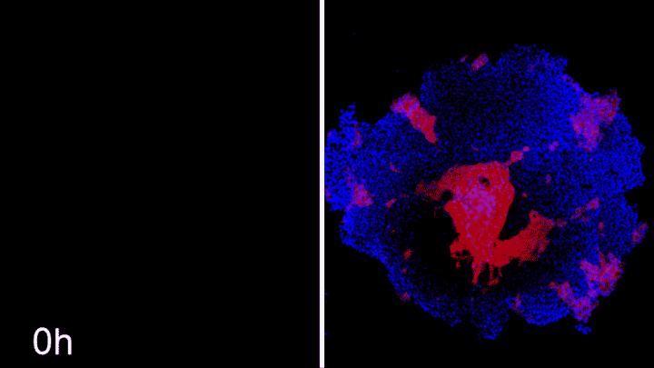 Machine Learning Helps Predict Cell Patterning