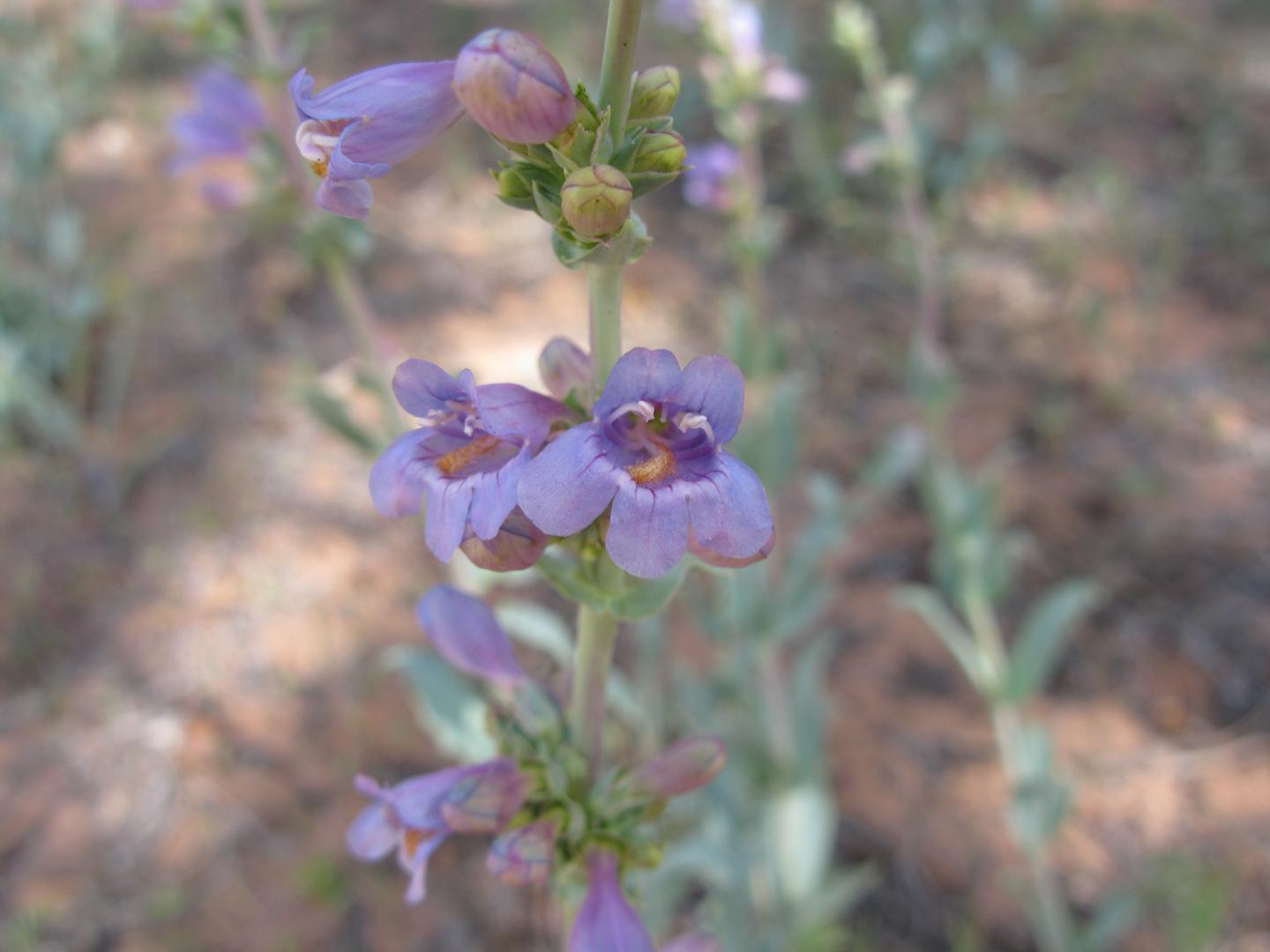<i>Penstemon</i> Leaves