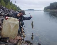 Catching European Perch for the Biotest Enclosure Study