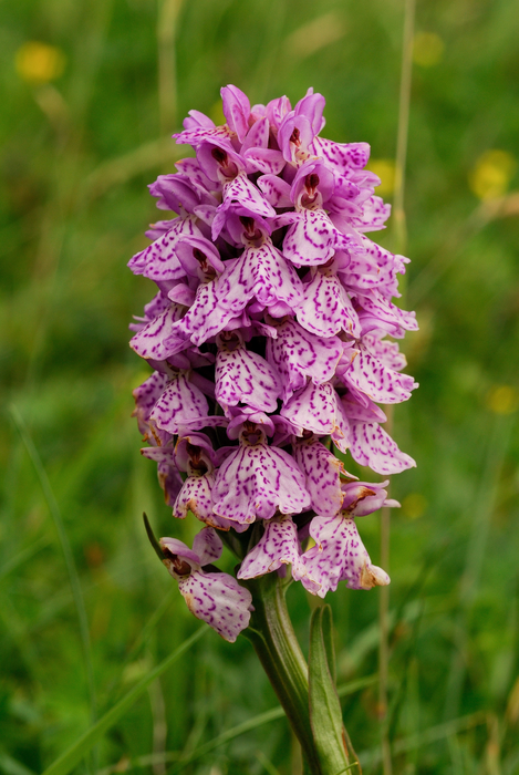 A wild growing Dactylorhiza orchid hybrid.