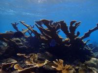Coral Assemblage at Curacao
