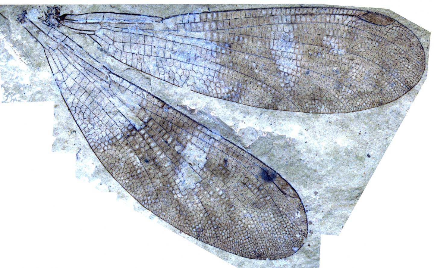 Okanagrion threadgillae wing