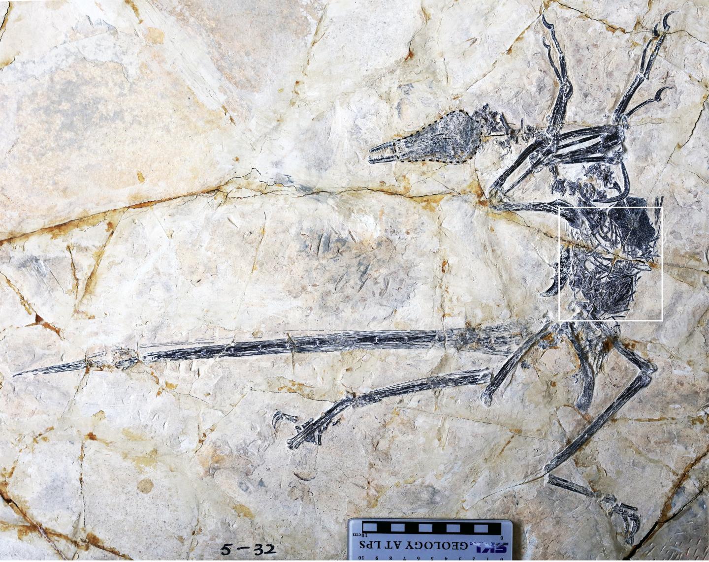 A New Lizard Species in the Abdomen of a Specimen of Microraptor