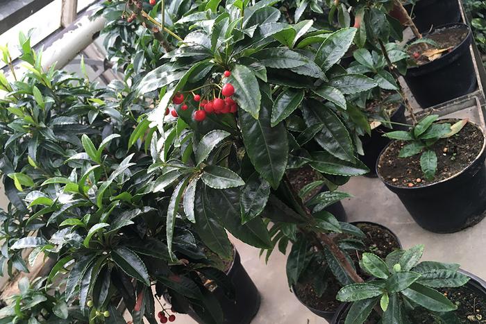 Ardisia crenata