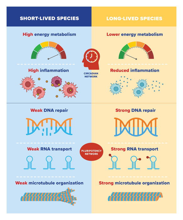 The Secret To A Longer Lifespan Gene Regulat Eurekalert