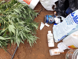 Cannabis Plant and Carbofuran Bottle