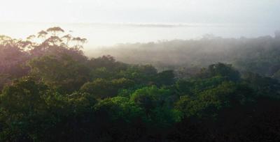 Intact Rainforest, Manaus, Brazil