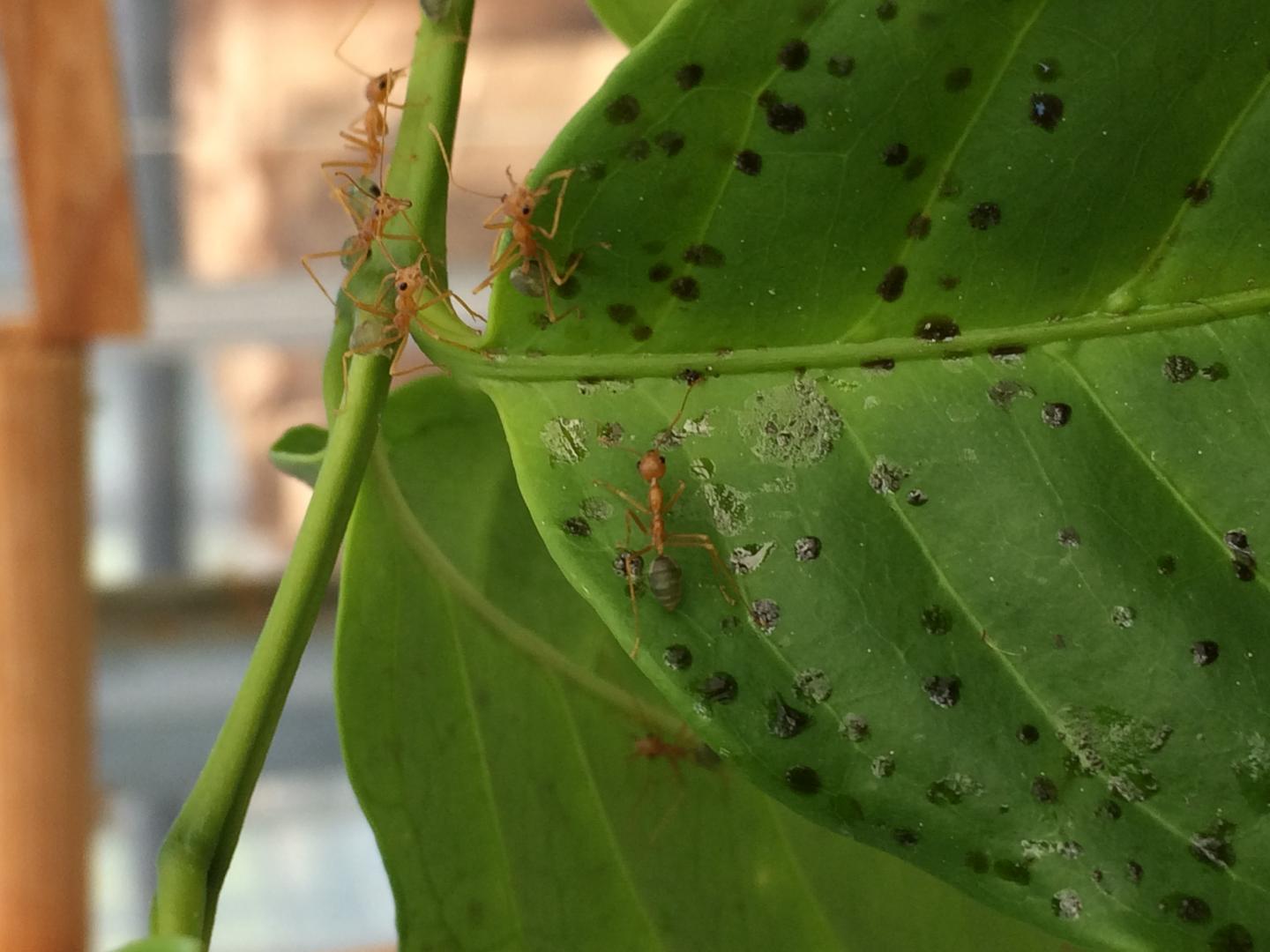 Coffee Plant Leaves