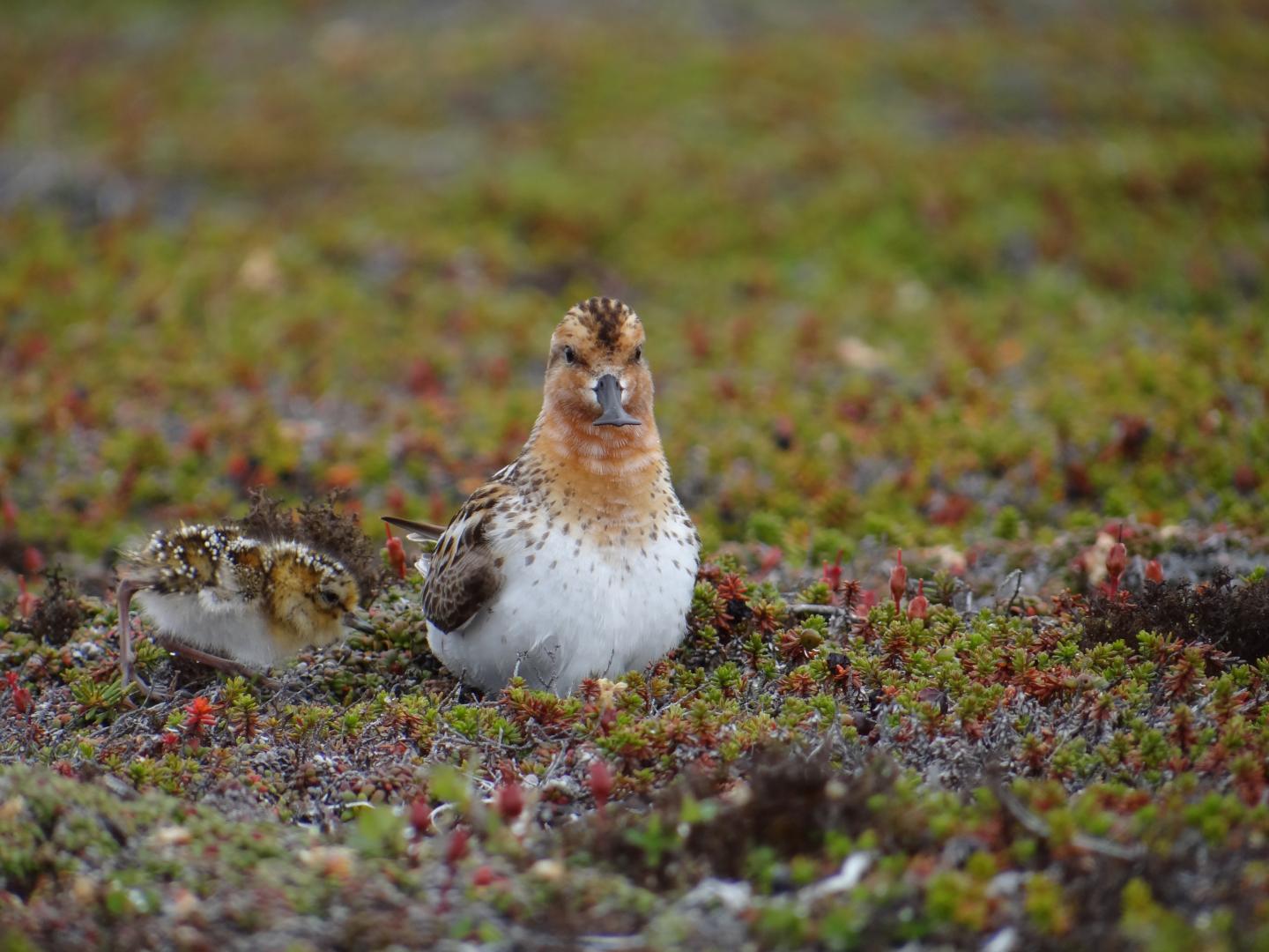Spoonbill Sandpiper Mother and Chick (<i>Calidris pygmea</i>)