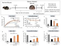 Administration of MSE to high fat diet mice (HFD murine model with obesity-induced diabetes)