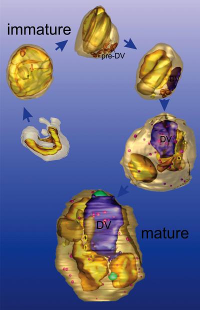Life Stages of the Malaria Parasite