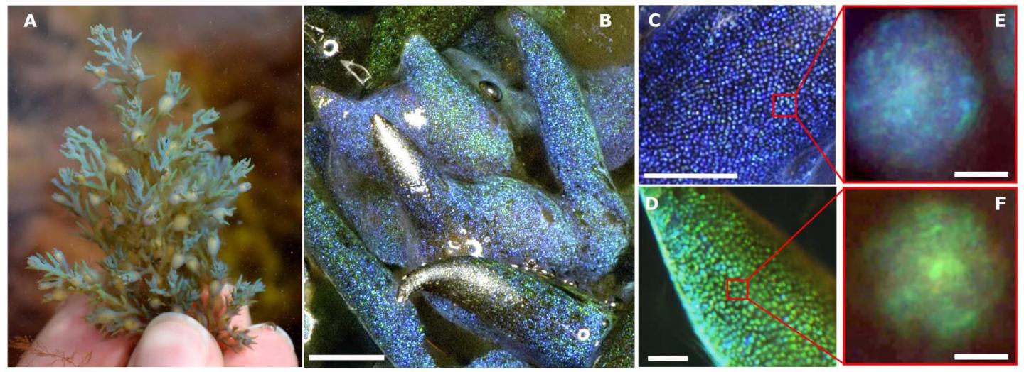 Seaweed Makes Its Own Living Opal Nanotechnology